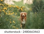 A Nova Scotia Duck Tolling Retriever dog sits among tall grasses and yellow wildflowers in a meadow