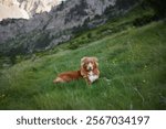 A Nova Scotia Duck Tolling Retriever dog lies peacefully in an alpine meadow, surrounded by green grass and wildflowers. The majestic mountains in the background complete the serene, natural scene.