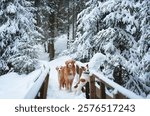 A Nova Scotia Duck Tolling Retriever and other dogs walk together on a wooden bridge covered in snow amidst a dense forest. The moment captures companionship in a serene wintry setting.