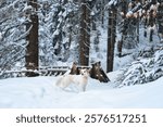 A Nova Scotia Duck Tolling Retriever and other dogs gather on a snow-covered wooden bridge in a forest. The serene moment captures the companionship of pets against a wintry backdrop.