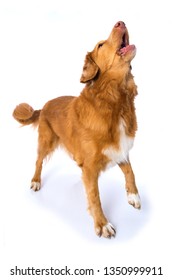 Nova Scotia Duck Tolling Retriever Dog Barking Isolated On White Background