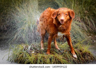 Nova scotia duck tolling retriever dog shakes out off water on a grass. Huge amount of small drops. 