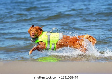 Nova Scotia Duck Tolling Retriever (toller) Running In The Water, In A Life Jacket. Crazy, Energy, Fun. Seaside, Beach, Summer. 