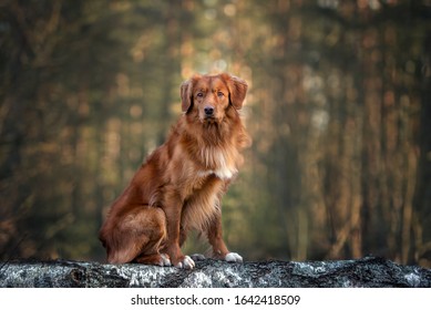 nova scotia duck tolling retriever dog sitting in the forest