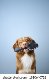 Nova Scotia Duck Tolling Retriever Dog Holding A Brush In Its Mouth, Groomer, Grooming, Dog Shedding Season