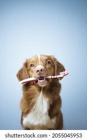 Nova scotia duck tolling retriever dog holding a toothbrush in its mouth, heathy teeth, dental care