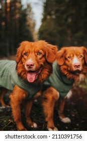 Nova Scotia Duck Tolling Retriever Dog adventuring outdoors in the woods and on fields