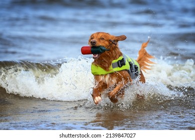 nova scotia duck tolling retriever dog in a life jacket playing in the sea - Powered by Shutterstock