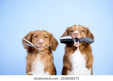 Nova scotia duck tolling retriever dogs holding a brush and scissors in their mouth, groomer, grooming, dog shedding season - Shutterstock ID 2318428171