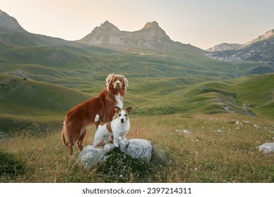 A Nova Scotia Duck Tolling Retriever and a Jack Russell Terrier stand guard over a mountain vista, embodying the spirit of exploration - Powered by Shutterstock