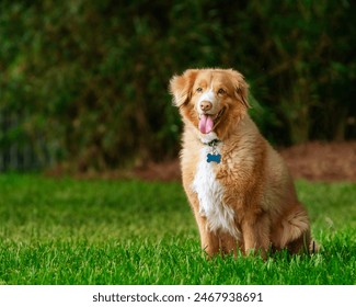 Nova Scotia Duck Tolling Retriever sitting in green grass; smiling; happy dog; relaxed dog; woods background - Powered by Shutterstock