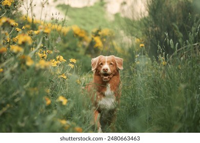 A Nova Scotia Duck Tolling Retriever dog sits among tall grasses and yellow wildflowers in a meadow - Powered by Shutterstock