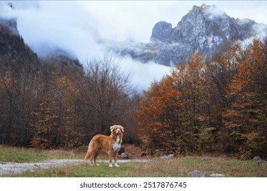 A Nova Scotia Duck Tolling Retriever stands in an open field, with misty mountains and autumn trees in the background. The serene landscape adds to the beauty of the moment. - Powered by Shutterstock