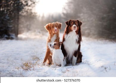 Similar Images Stock Photos Vectors Of Nova Scotia Duck Tolling Retriever Dogs Australian Shepherd And Jack Russell Terrier Together Shutterstock
