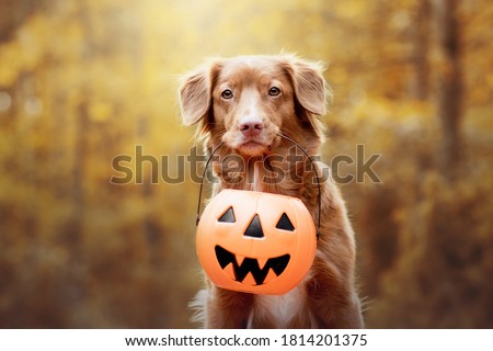 Nova scotia duck tolling retriever holding a halloween pupkin in its mouth