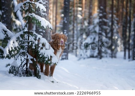 Nova scotia duck tolling retriever in a snowy forest. Dog outdoors in nature