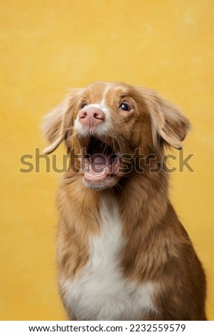 nova scotia duck tolling retriever on a yellow background with open mouth