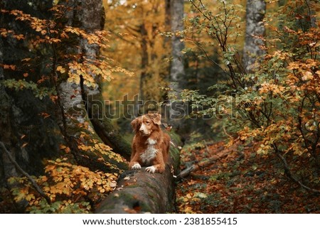 Nova Scotia Duck Tolling Retriever in forest. Dog exploring amid fallen leaves and green trees, capturing essence of nature hikes