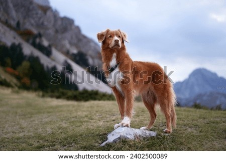  Nova Scotia Duck Tolling Retriever dog stands in a misty mountain landscape, gazing into the distance. Surrounded by fog and autumn colors, the scene captures the breed's connection with nature