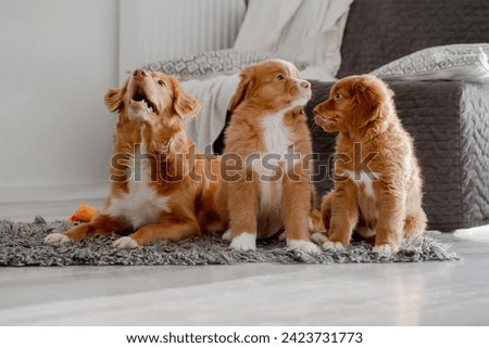 Nova Scotia Retriever Dog And Her Two Puppies Are In A Bright Room, With The Retriever Being A Toller