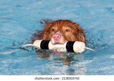 532 Dog bumper Images, Stock Photos & Vectors | Shutterstock