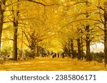 November 10, 2022 Tokyo, Japan - Tokyo yellow ginkgo tree tunnel at Jingu gaien avanue in autumn with tourist enjoy scenery. Famous attraction in November 