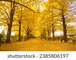 November 10, 2022 Tokyo, Japan - Tokyo yellow ginkgo tree tunnel at Jingu gaien avanue in autumn with tourist enjoy scenery. Famous attraction in November 