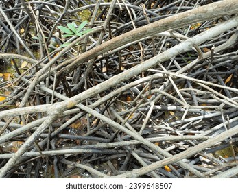 November 9 2023, View of mangrove roots in the mangrove forest of Kepri Coral Island, Indonesia
