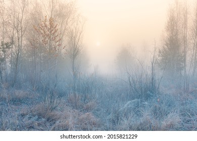 November dreamy frosty morning. Beautiful autumn misty cold sunrise landscape in blue tones. Fog and hoary frost at scenic high grass copse.