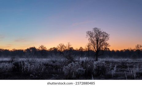 November dreamy frosty morning. Grass and trees in frost on a frosty autumn morning. - Powered by Shutterstock