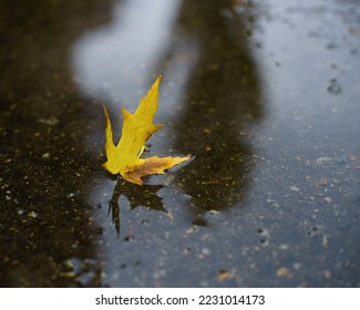 November rain. Small puddle with maple leaf and reflections - Shutterstock ID 2231014173
