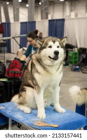 Novi, Michigan - USA - 02-13-2022: Michigan Winter Dog Classic Expo 2022