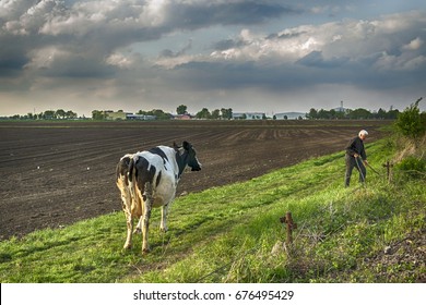 NOVI SAD, SERBIA, APRIL 20, 2014: Farmer With Cows On A Green Field