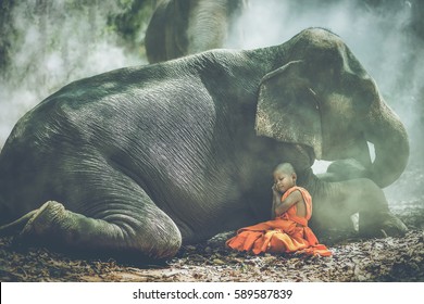 Novice Buddhist and elephant is sleeping.