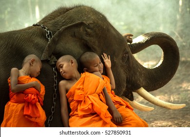 Novice Monks happiness with elephant 