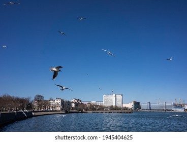 Novorossiysk, Southern Federal District. Russia 03.07.2021. Sea ​​gulls Over The City Embankment