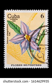 Novosibirsk, Russia - January 07, 2020: stamp wild flowers collection printed in Cuba  shows purple flower with leaves nightshade,  a postage stamp circa 1980
