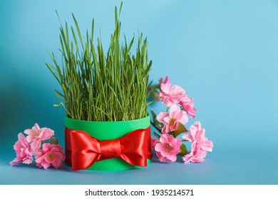 Novruz bayrami. Nowruz celebration. Wheat grass, spring pink flower on blue background, Copy space. Spring equinox greeting card.