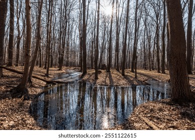 NPR Polanska niva protected area in CHKO Poodri near Ostrava city in Czech republic with meandering creek, trees and sun during early springtime