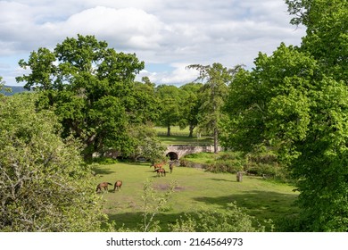 Nr. Wooler, Northumberland, UK: May 29th, 2022: View With Horses At Lilburn Tower, A Mansion House Gardens Open Through The National Gardens Scheme.