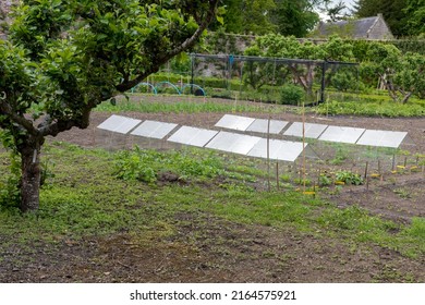 Nr. Wooler, Northumberland, UK: May 29th, 2022: Miniature Glasshouses At Lilburn Tower, A Mansion House Gardens Open Through The National Gardens Scheme.