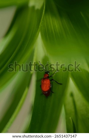 nsect on green leaf macro, Natural Wildlife Photo. Macro Photography, Nature