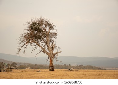 NSW, Australia 2019-12-28 Australian Bushfire: Smoke Haze From Bushfires Covers Horizon Near Bolaro. NSW. Lonely Eucalyptus Tree And Yellow Grass. Unhealthy Air Conditions.