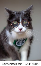 NSW, Australia- February 7, 2021:Domestic medium hair cat in Starbucks apron wearing glasses. Blurred background. Relaxed domestic cat at home, indoor