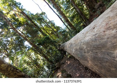 NSW, Queensland, Australia. 
01 05 2018: Mount Warning. 