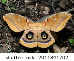 ntheraea Polyphemus moth or Giant Silk moth