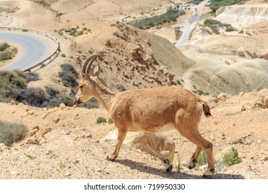 Nubian Capricorn In The Mountains Above The Curve Of The Highway