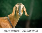 Nubian goat on the farm, close-up photo