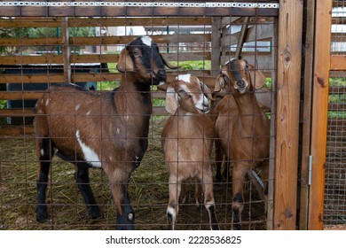 Nubian goats in captivity. Home farm. Goats behind bars.