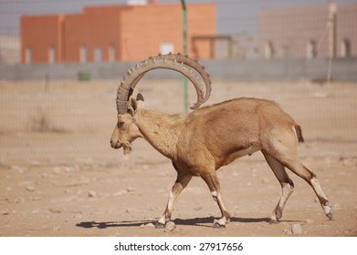  Nubian Ibex